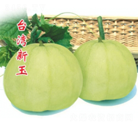 臺灣新玉-甜瓜種子-秦紅種業