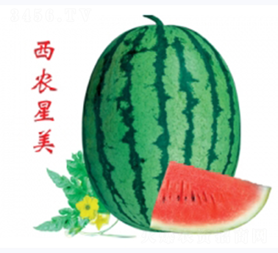 西農(nóng)星美-西瓜種子-秦紅種業(yè)