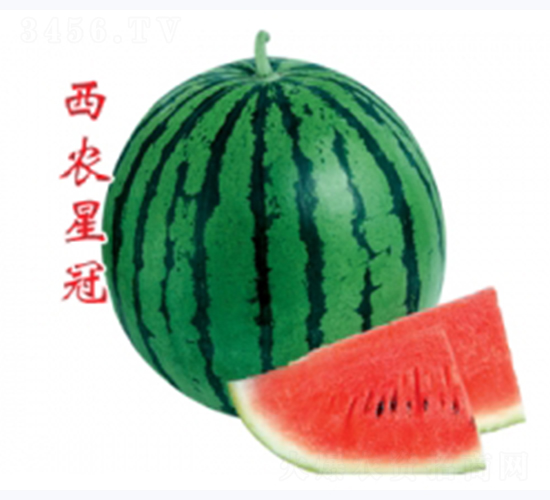 西農(nóng)星冠-西瓜種子-秦紅種業(yè)