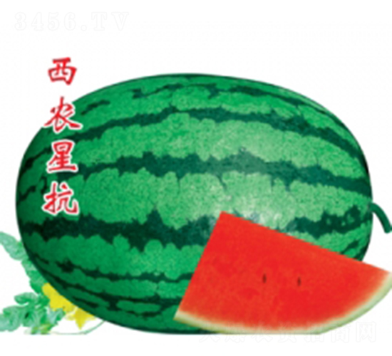 西農星抗-西瓜種子-秦紅種業