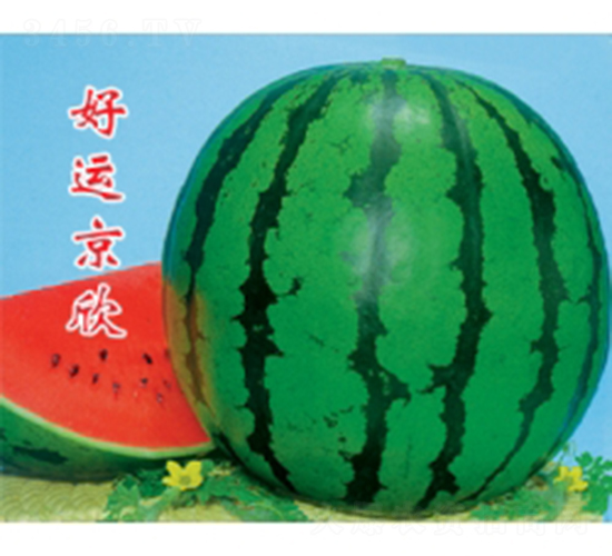 好運京欣-西瓜種子-秦紅種業