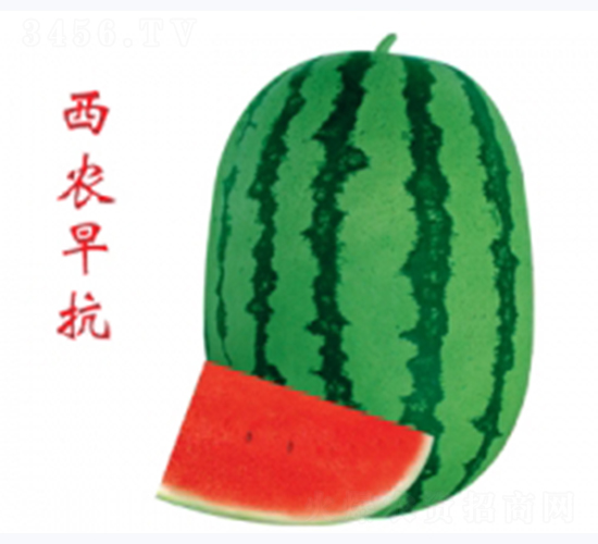 西農早抗-西瓜種子-秦紅種業