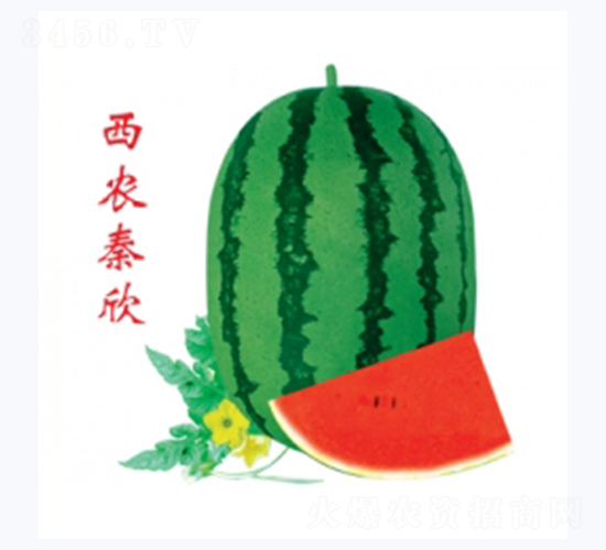 西農秦欣-西瓜種子-秦紅種業