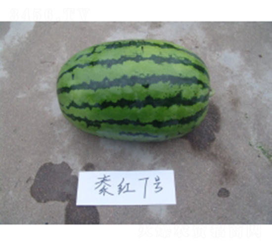 秦紅7號(hào)-西瓜種子-秦紅種業(yè)