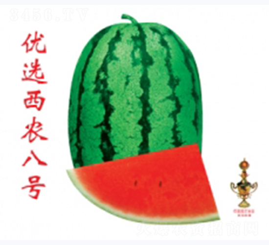 優選西農八號-西瓜種子-秦紅種業