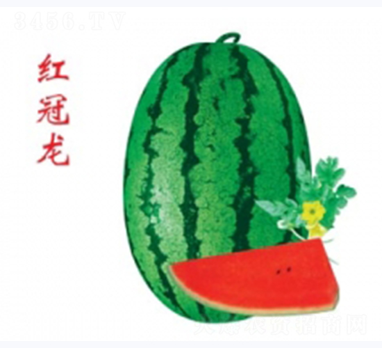 紅冠龍-西瓜種子-秦紅種業