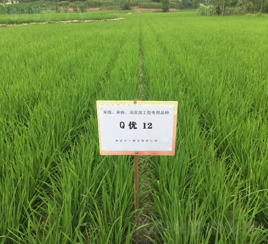 Q優12-米粉加工稻-中一種業