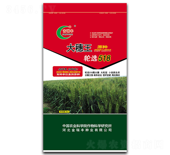 大穗王-小麥種子-金瑞豐種業
