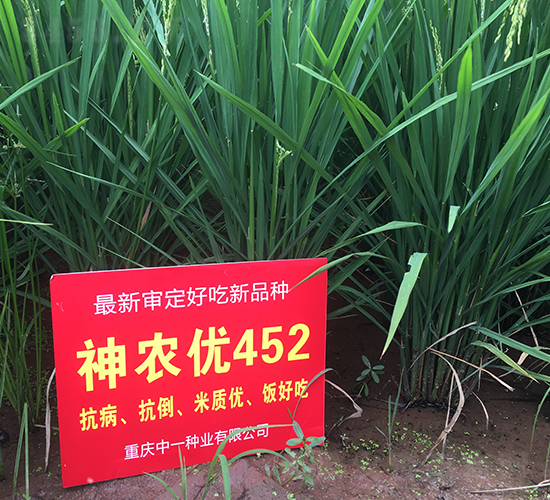 神農優452-水稻種子-中一種業