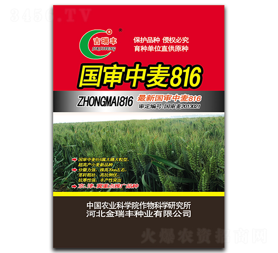 國審中麥816-小麥種子-金瑞豐種業
