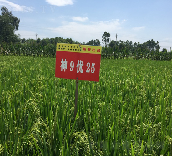 神9優25-早熟優質稻-中一種業