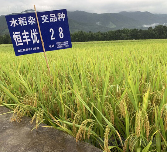 恒豐優(yōu)28-二級(jí)清香稻-中一種業(yè)