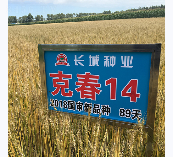 克春14-小麥種子-長城種業