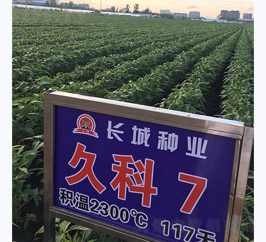 久科7號-大豆種子-長城種業(yè)