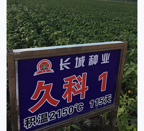 久科1號-大豆種子-長城種業