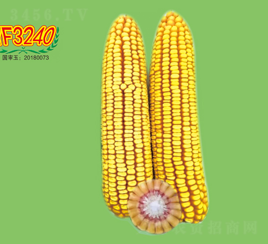 YF3240-玉米種子-大地種業