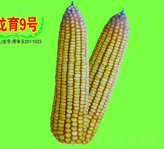 龍育9號(hào)-玉米種子-大地種業(yè)