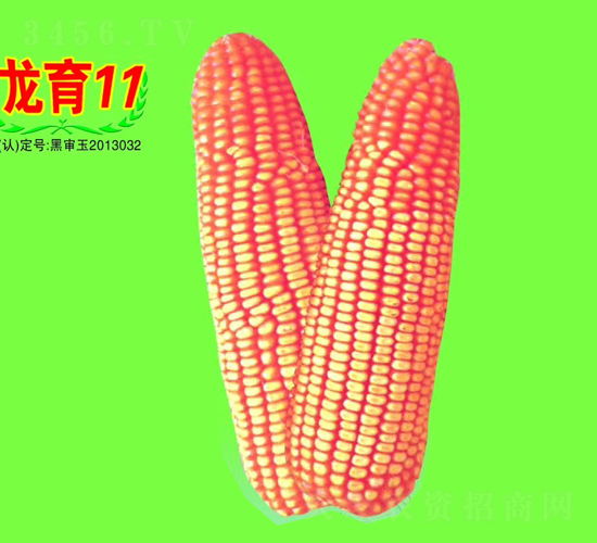 龍育11號-玉米種子-大地種業