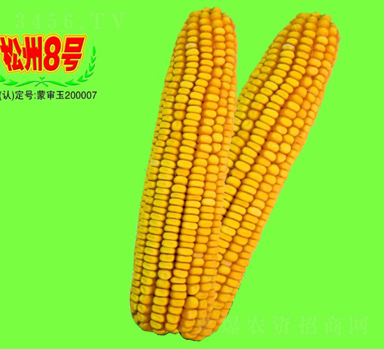 松州8號-玉米種子-大地種業
