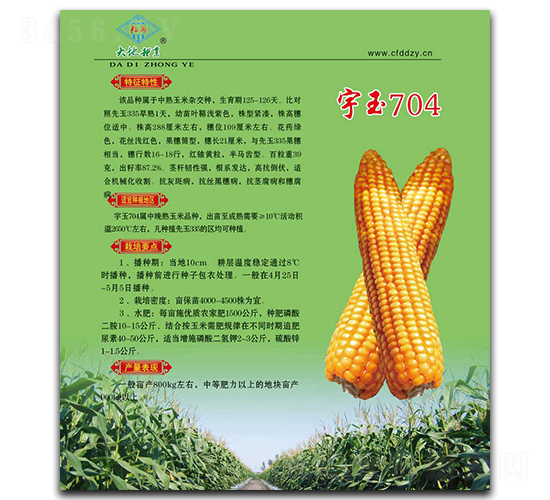 宇玉704-玉米種子-大地種業