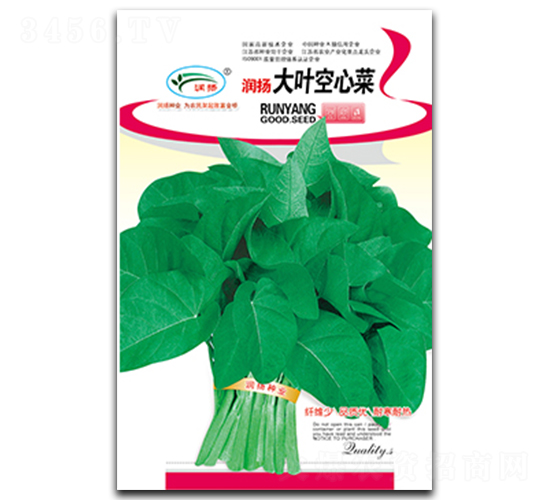 大葉空心菜-空心菜種子-潤揚種業