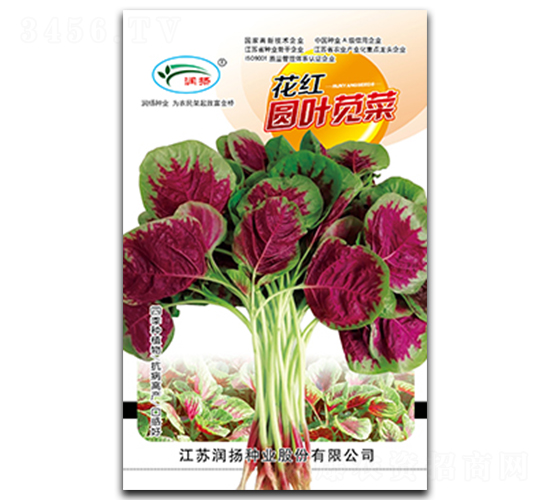 花紅圓葉莧菜-莧菜種子-潤揚種業(yè)