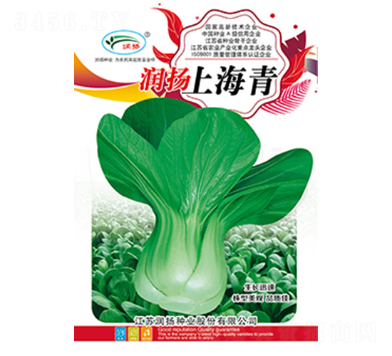 潤揚上海青-青菜種子-潤揚種業