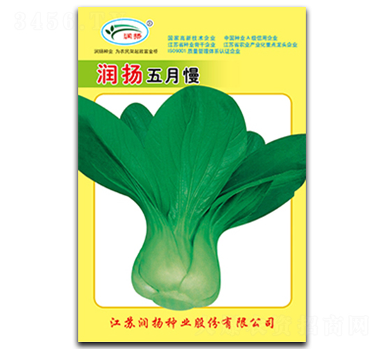 潤揚五月慢-青菜種子-潤揚種業(yè)