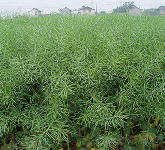 潤揚油1號-油菜種子-潤揚種業