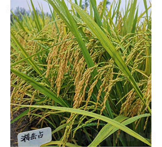 湘岳占-水稻種子-潤揚(yáng)種業(yè)