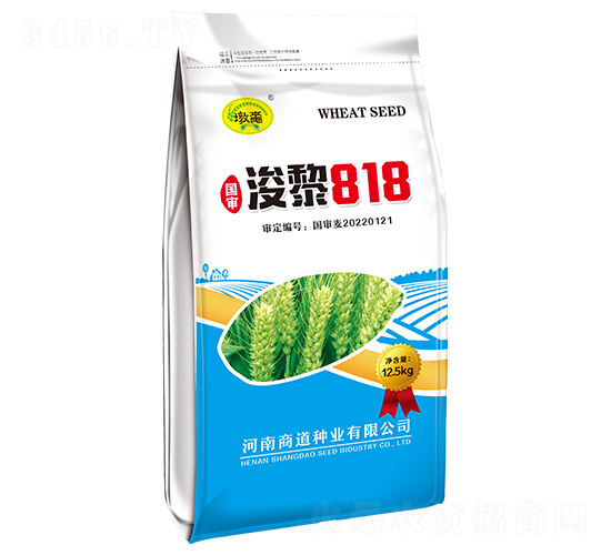 浚黎818-小麥種子-商道種業