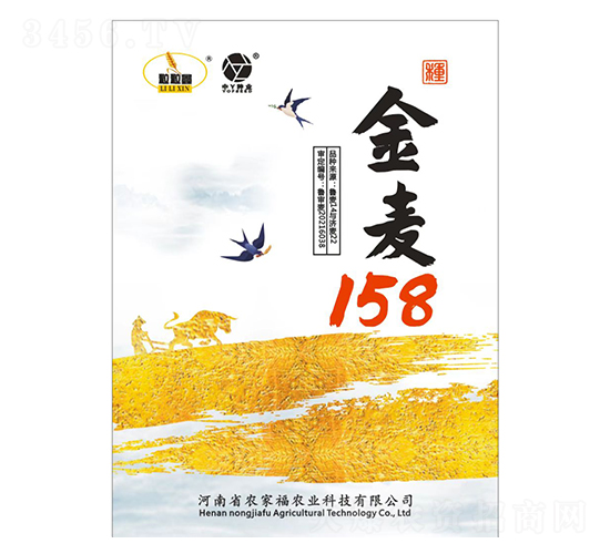 金麥158-小麥種子-中丫種業