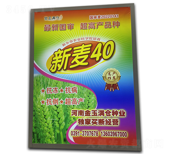 新麥40-小麥種子-金玉滿倉