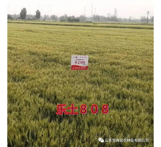 樂土808-小麥種子-潤農種業