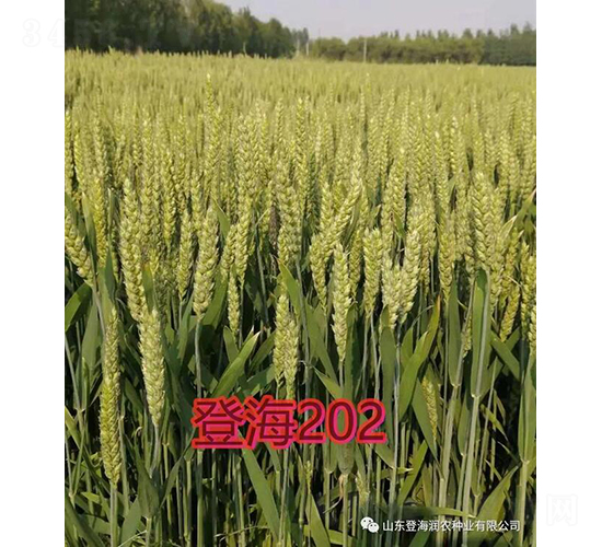 登海202-小麥種子-潤農種業