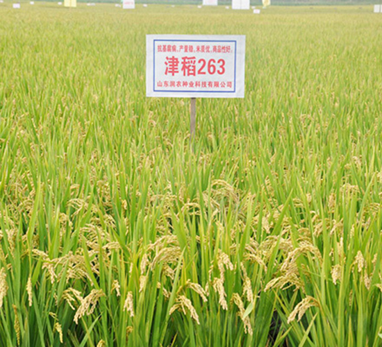 津稻263-水稻種子-潤(rùn)農(nóng)種業(yè)