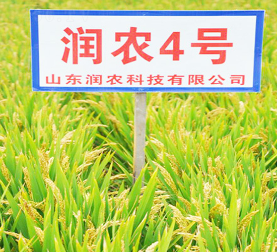 潤農4號-水稻種子-潤農種業