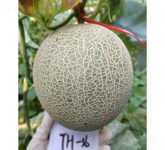 厚皮甜瓜清津蜜-甜瓜種子-優奈爾生物