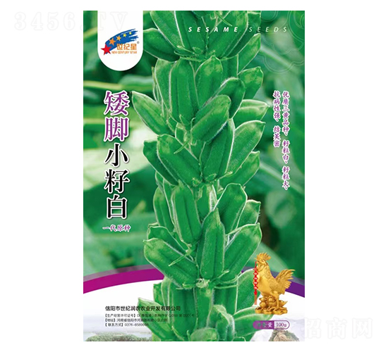矮腳小籽白（一代原種）-芝麻種子-華一種業