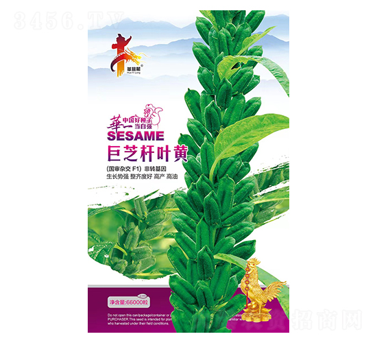 巨芝桿葉黃-芝麻種子-華一種業