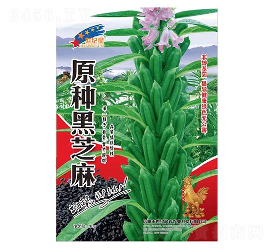 原種黑芝麻-芝麻種子-華一種業