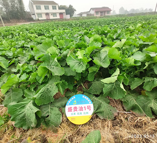 盛貴油1號-油菜種子-盛平農(nóng)業(yè)