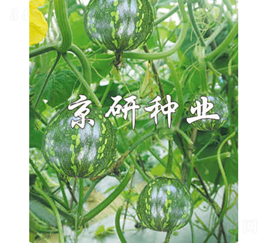 嫩早3號-南瓜種子-京研種業
