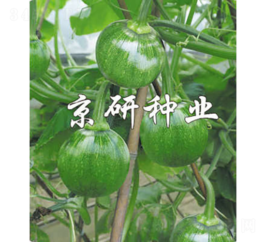 嫩早2號-南瓜種子-京研種業
