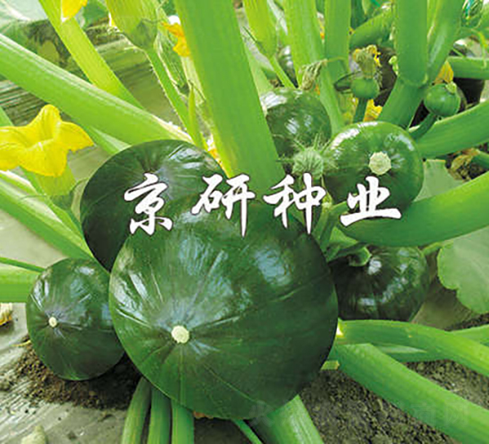 迷你多栗-南瓜種子-京研種業