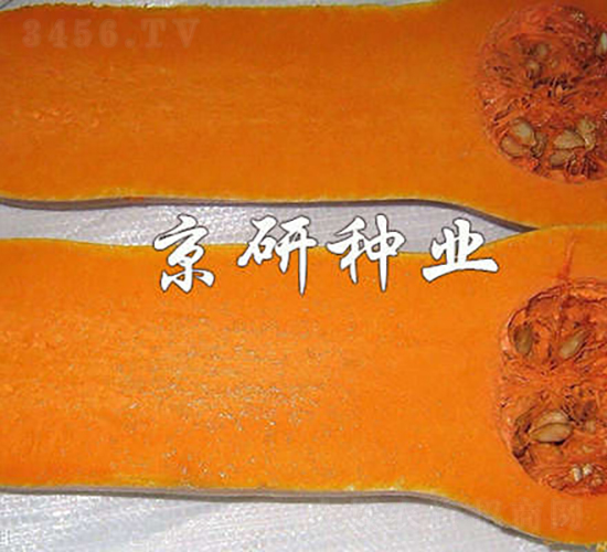 黃油2號南瓜-南瓜種子-京研種業
