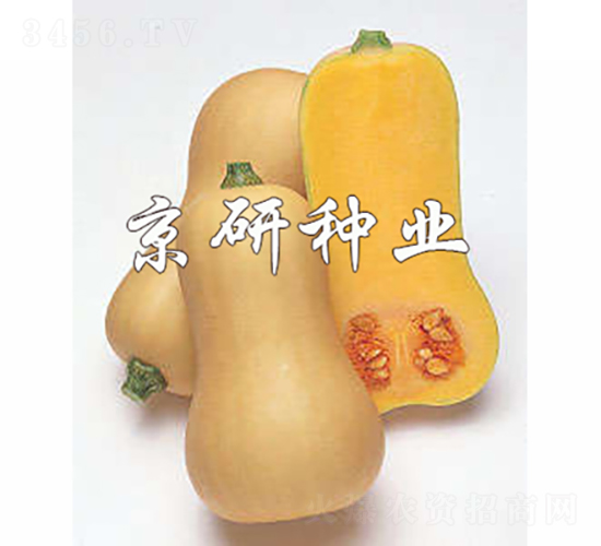 黃油1號(hào)南瓜-南瓜種子-京研種業(yè)