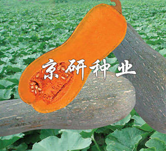 甜蜜2號-南瓜種子-京研種業