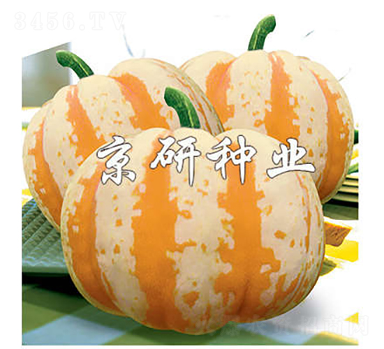 皇冠-南瓜種子-京研種業