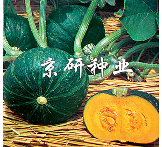 短蔓京綠栗-南瓜種子-京研種業
